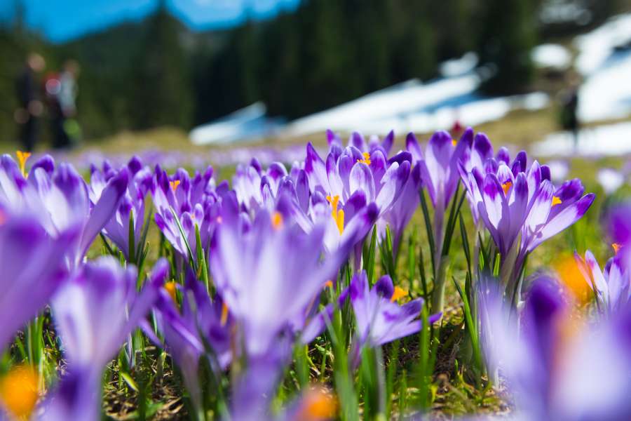 Krokusy w Tatrach. Apartamenty Altara Zakopane